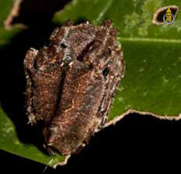Parawixia dehaani