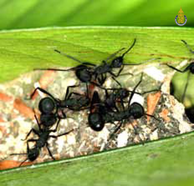Polyrhachis armata