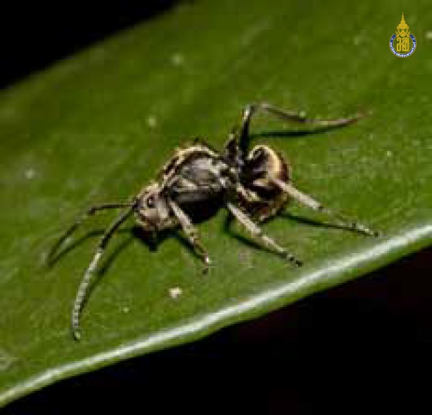 Polyrhachis illaudata