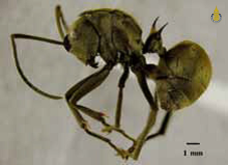 Polyrhachis proxima