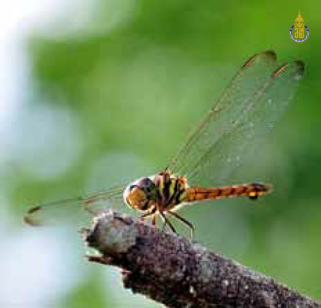 Potamarcha congener