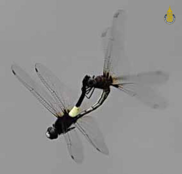 Pseudothemis jorina