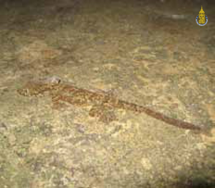 Ptychozoon lionotum