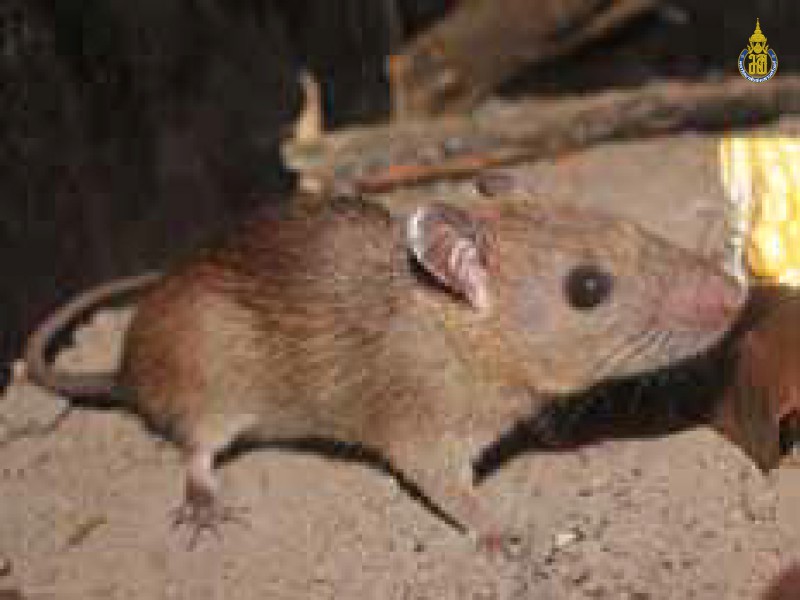Rattus tanezumi