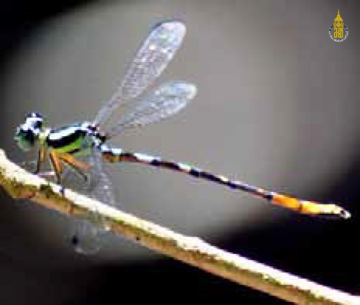 Rhinagrion viridatum