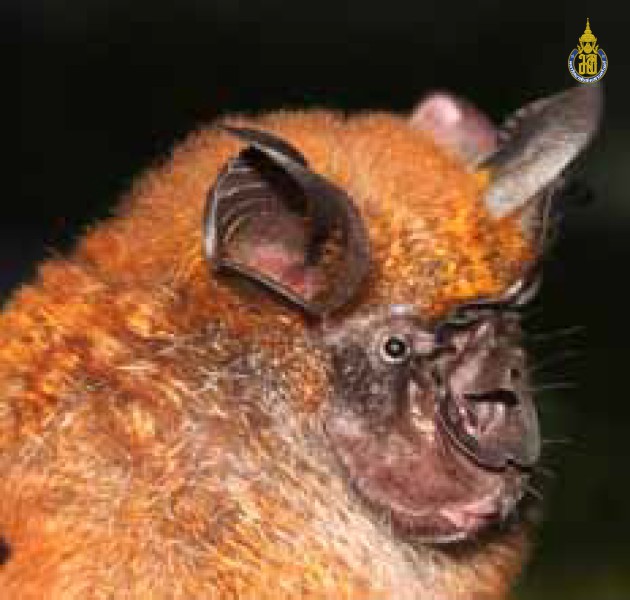 Rhinolophus acuminatus