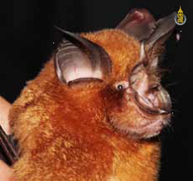 Rhinolophus affinis