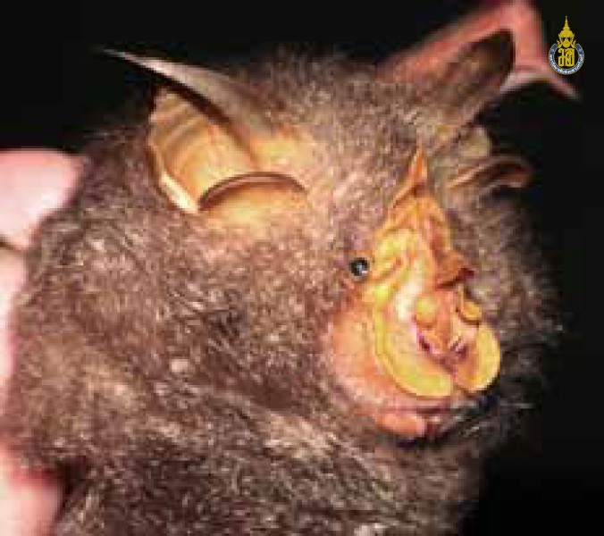 Rhinolophus trifoliatus
