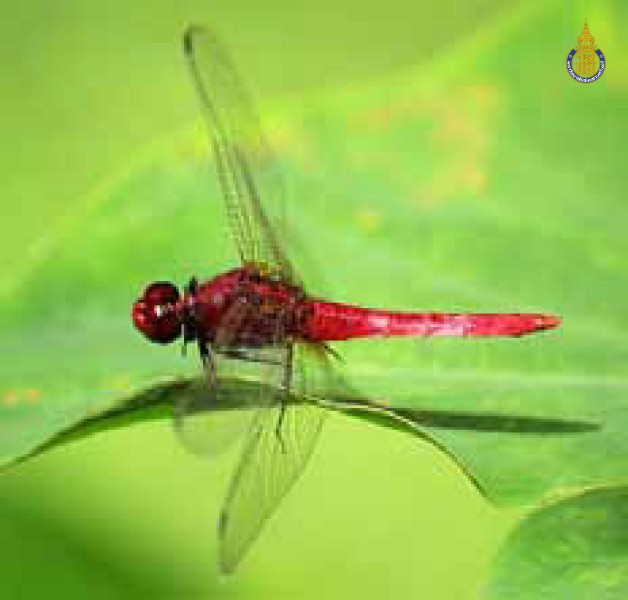 Rhodothemis rufa