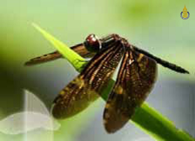 Rhyothemis obsolescens