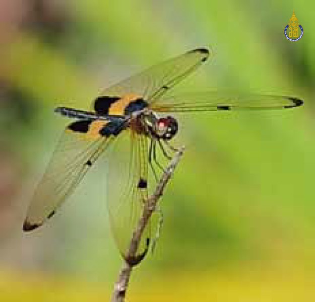 Rhyothemis phyllis