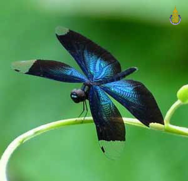 Rhyothemis plutonia