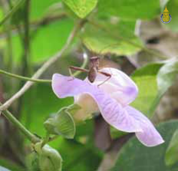 Riptortus linearis