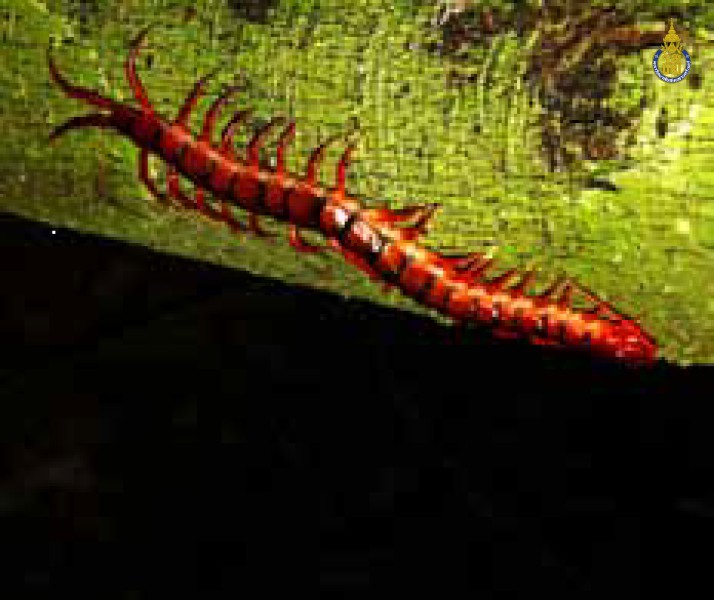 Scolopendra subspinipes