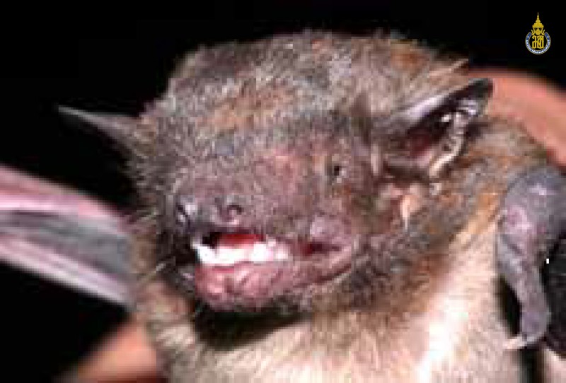 Scotophilus kuhlii