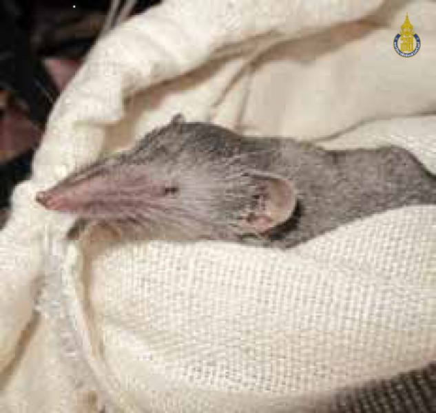 Suncus murinus