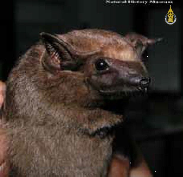 Taphozous longimanus