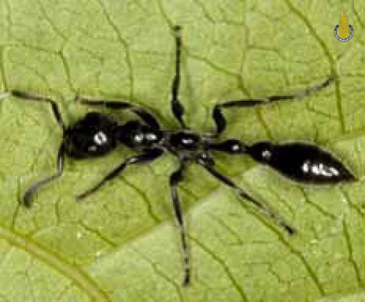 Tetraponera attenuata