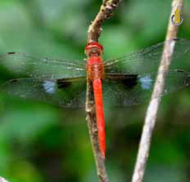 Tholymis tillarga