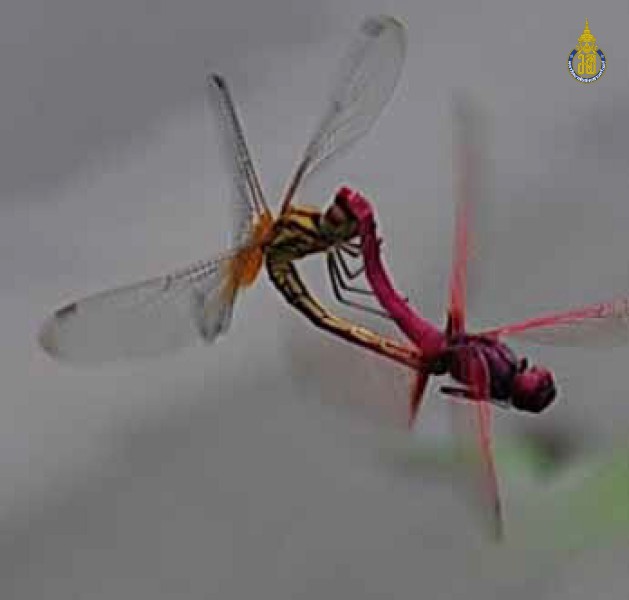 Trithemis aurora