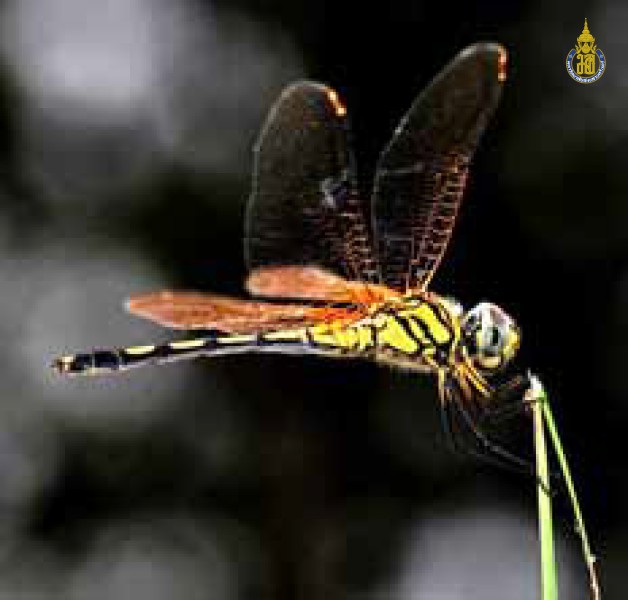 Trithemis pallidinervis