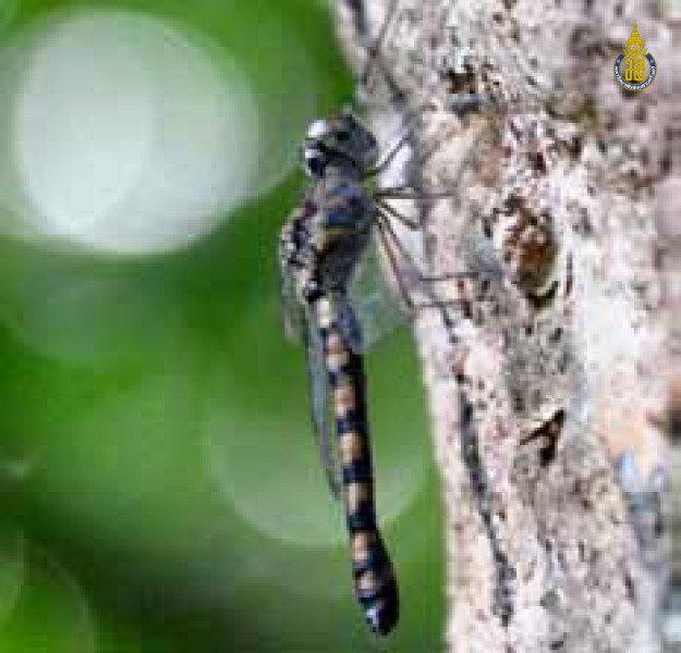 Tyriobapta torrida