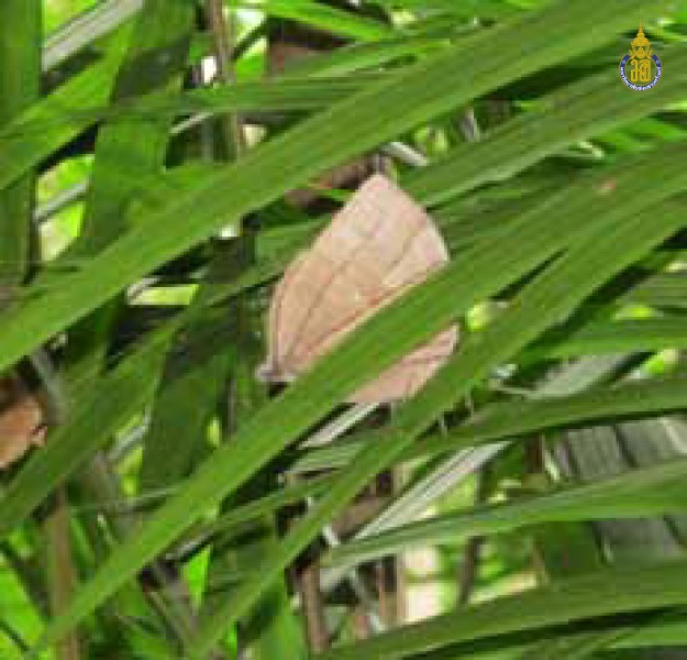 Zeuxidia aurelius