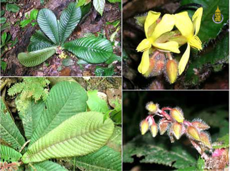 Acrotrema costatum