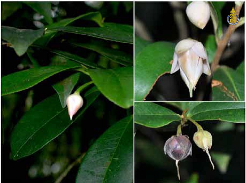 Adinandra integerrima