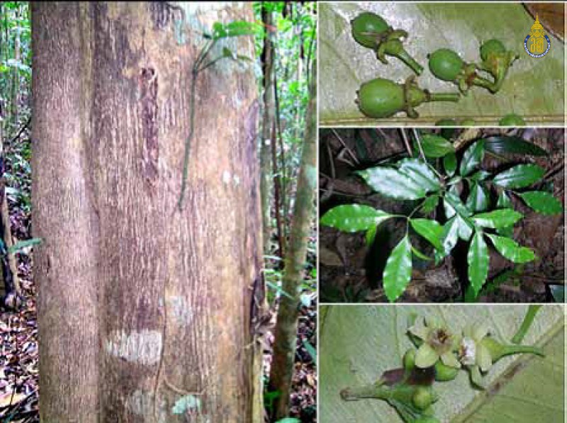 Aquilaria malaccensis