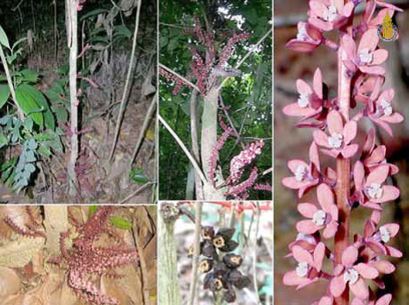 Baccaurea parviflora
