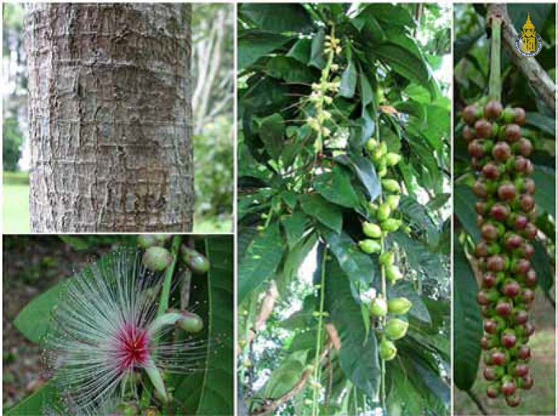 Barringtonia macrostachya
