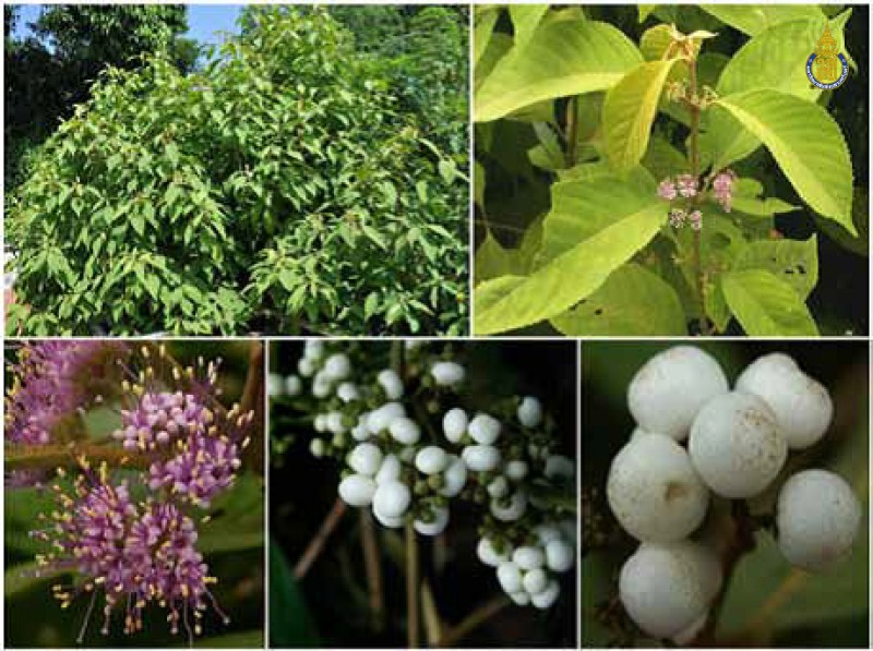 Callicarpa longifolia