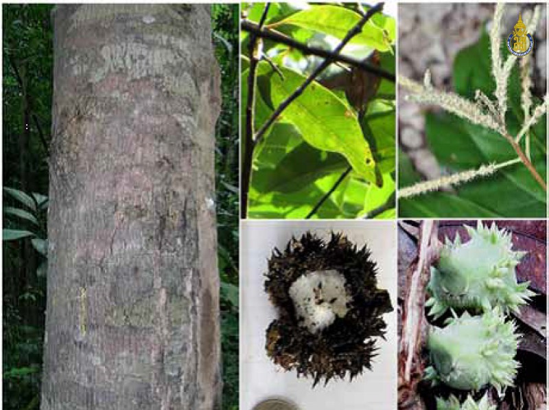 Castanopsis schefferiana