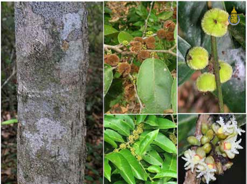 Chaetocarpus castanocarpus