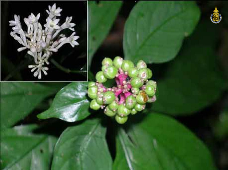 Chasalia curviflora