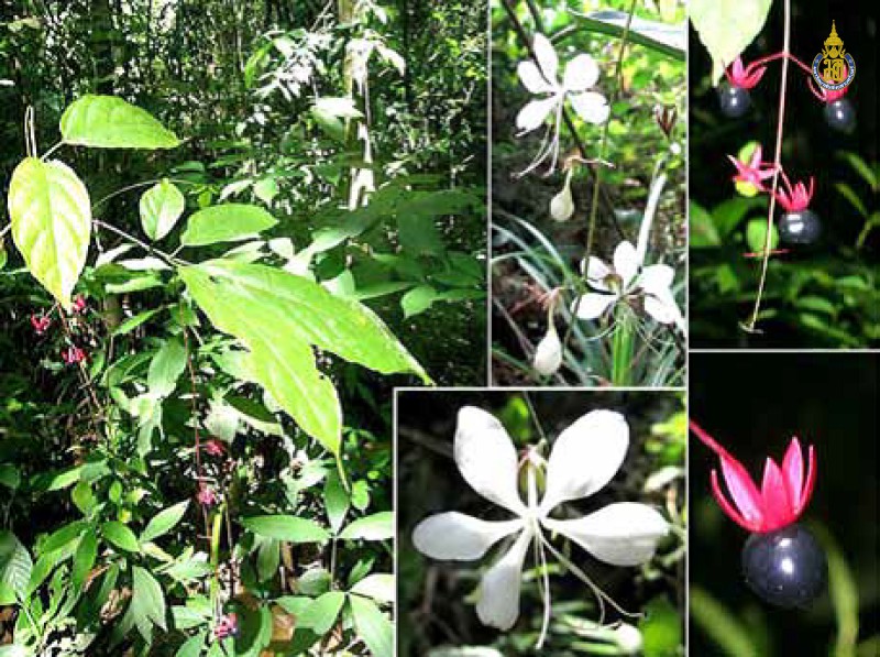 Clerodendrum penduliflorum