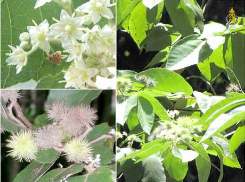 Commersonia bartramia
