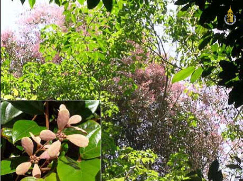 Congea griffithiana
