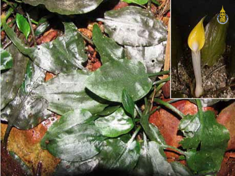 Cryptocoryne cordata