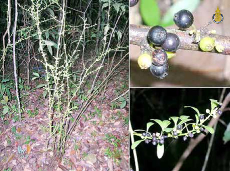 Dendrotrophe buxifolia