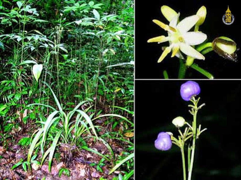 Dianella ensifolia