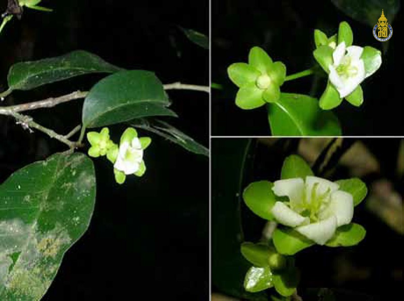 Dimorphocalyx malayanus