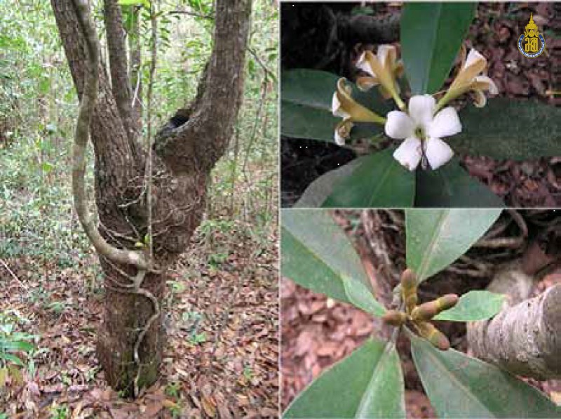 Fragraea auriculata