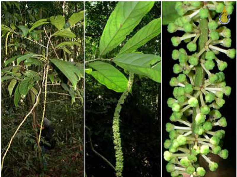 Galearia fulva