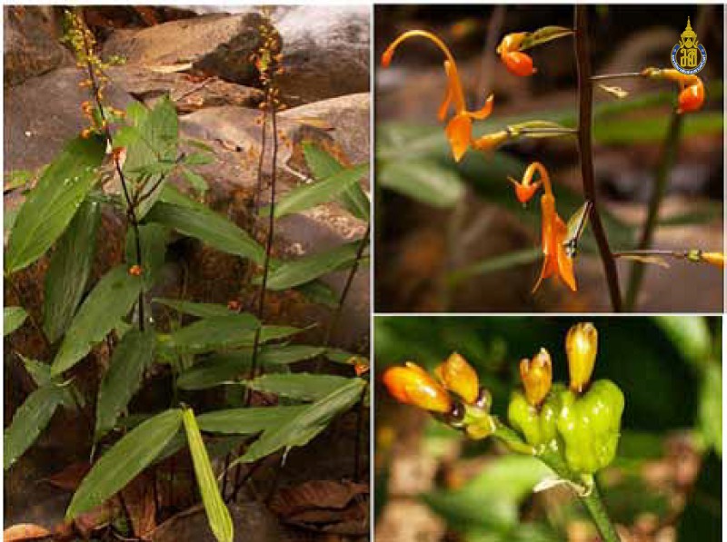 Globba fasciata