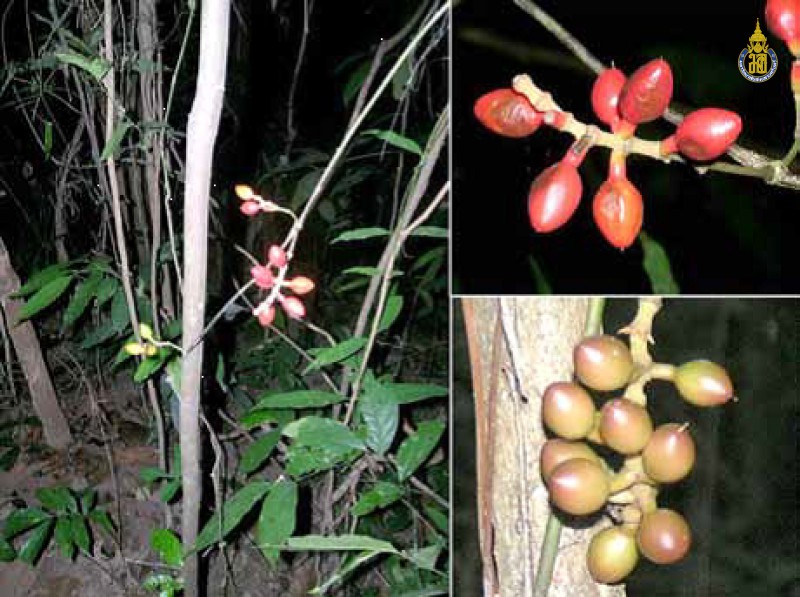 Gnetum tenuifolium