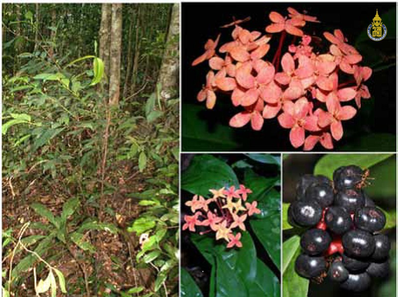Ixora javanica