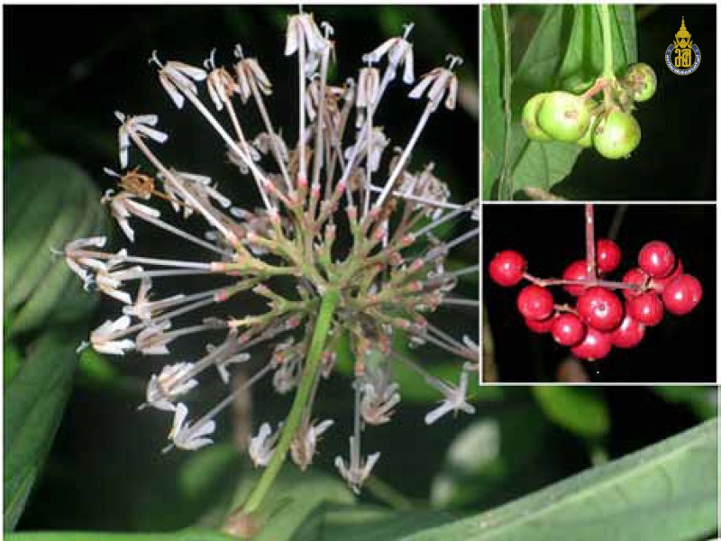 Ixora nigricans