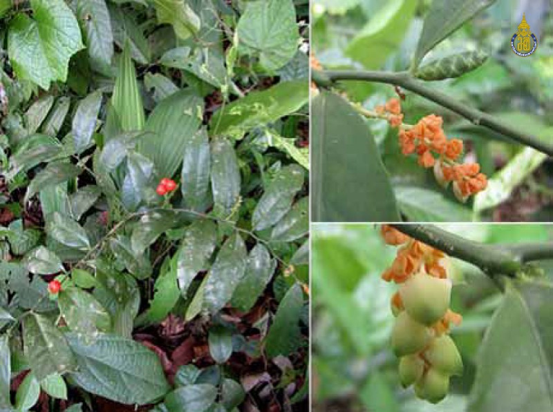 Lepionurus sylvestris